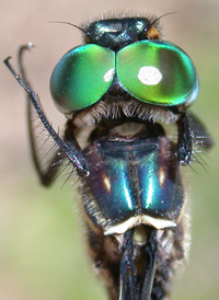Treetop Emerald